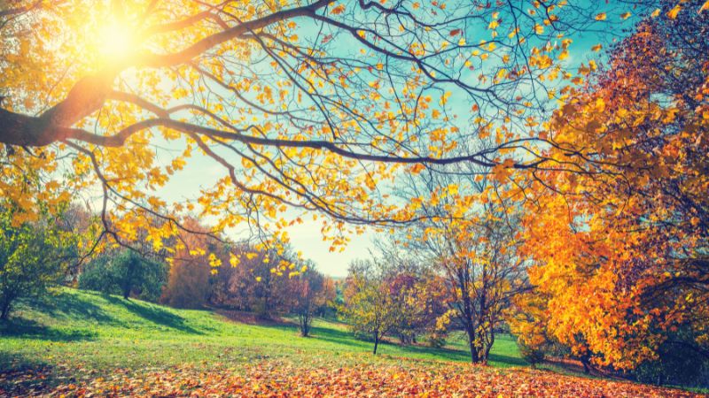 Sonnige Herbstlandschaft