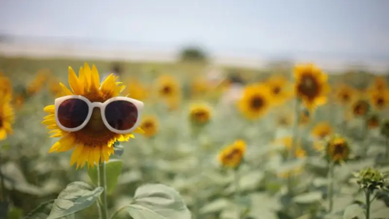man sieht ein feld von sonnenblumen von deren eine eine sonnenbrille trägt